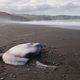 Mola tecta stranded on Birdlings Flat south of Christchurch, New Zealand, May 2014. (Image: Marianne Nyegaard)